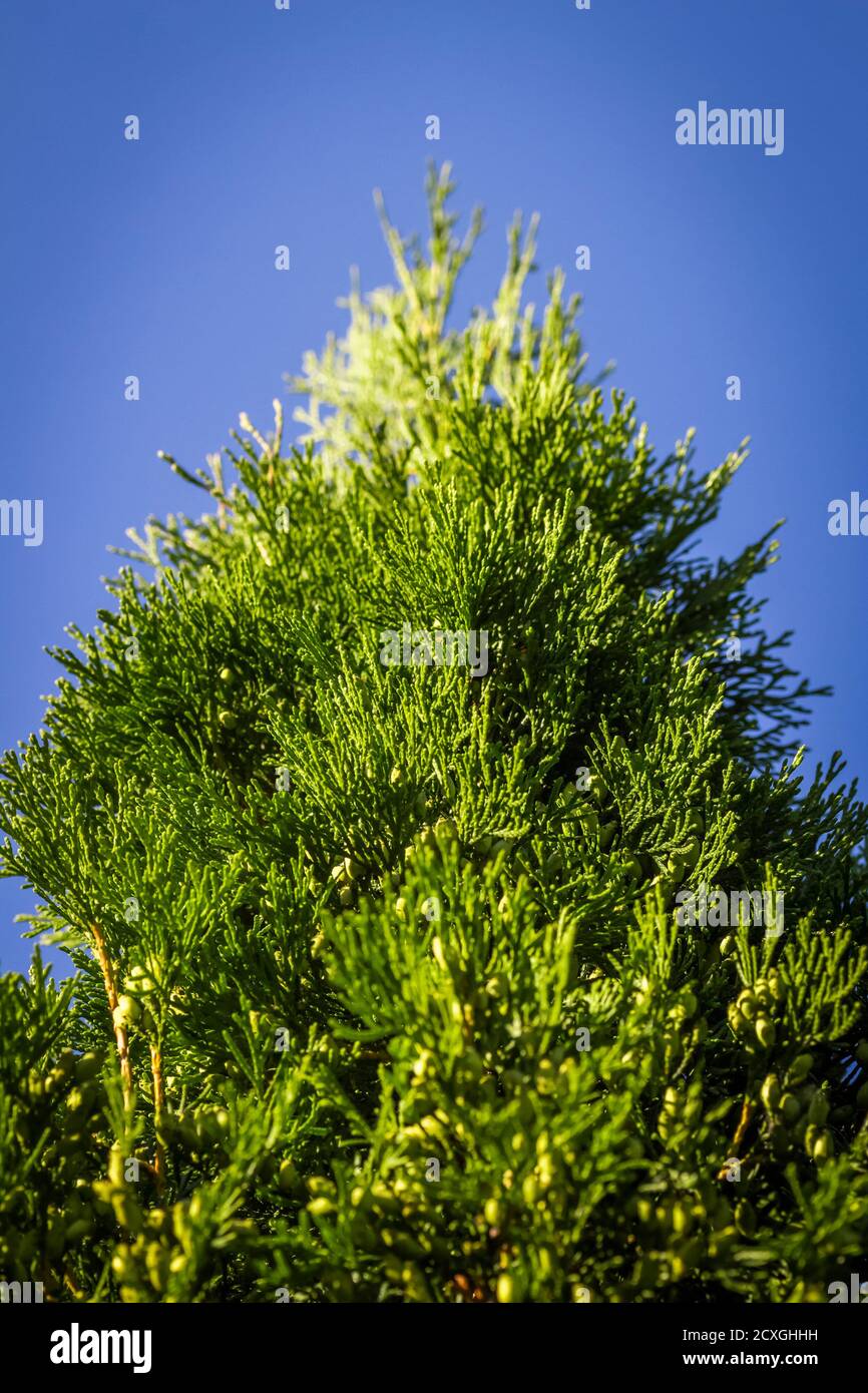 The top of the evergreen high arborvitae in the backyard against the blue sky. Stock Photo