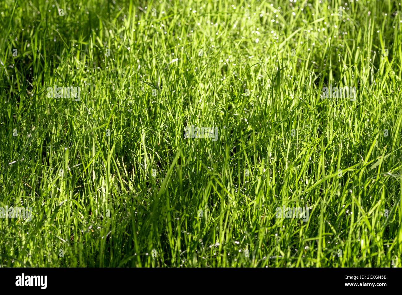 Green lawn grass close up how the background Stock Photo - Alamy