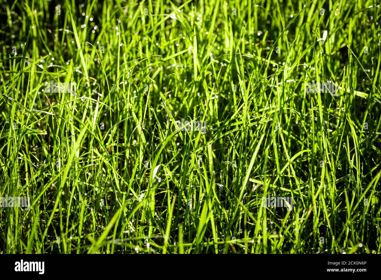 Green lawn grass close up how the background Stock Photo - Alamy