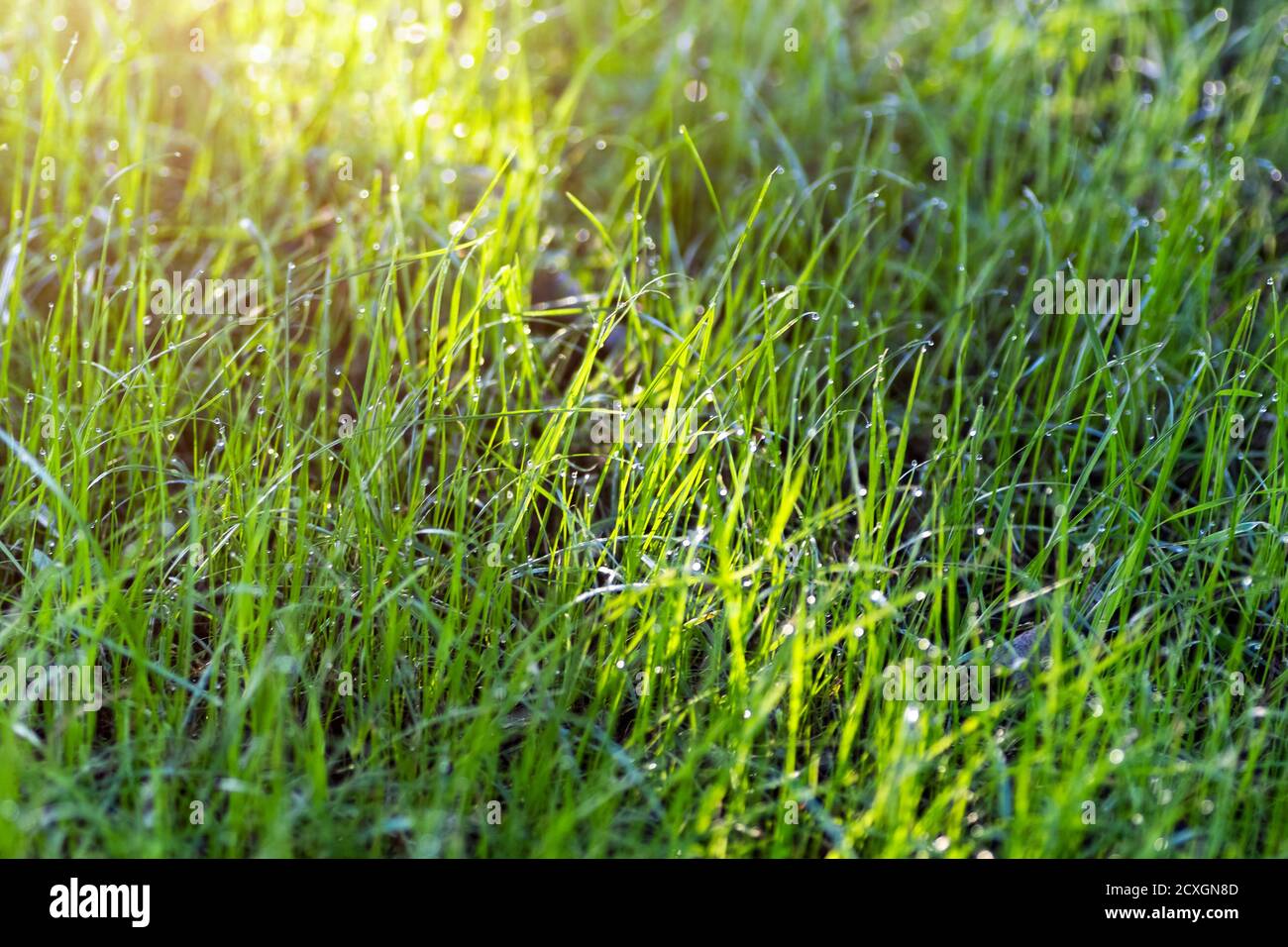 Green lawn grass close up how the background Stock Photo - Alamy