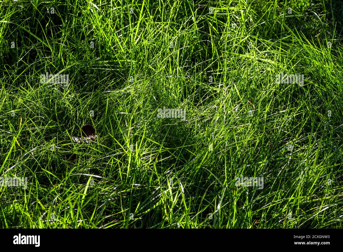 Green lawn grass close up how the background Stock Photo - Alamy