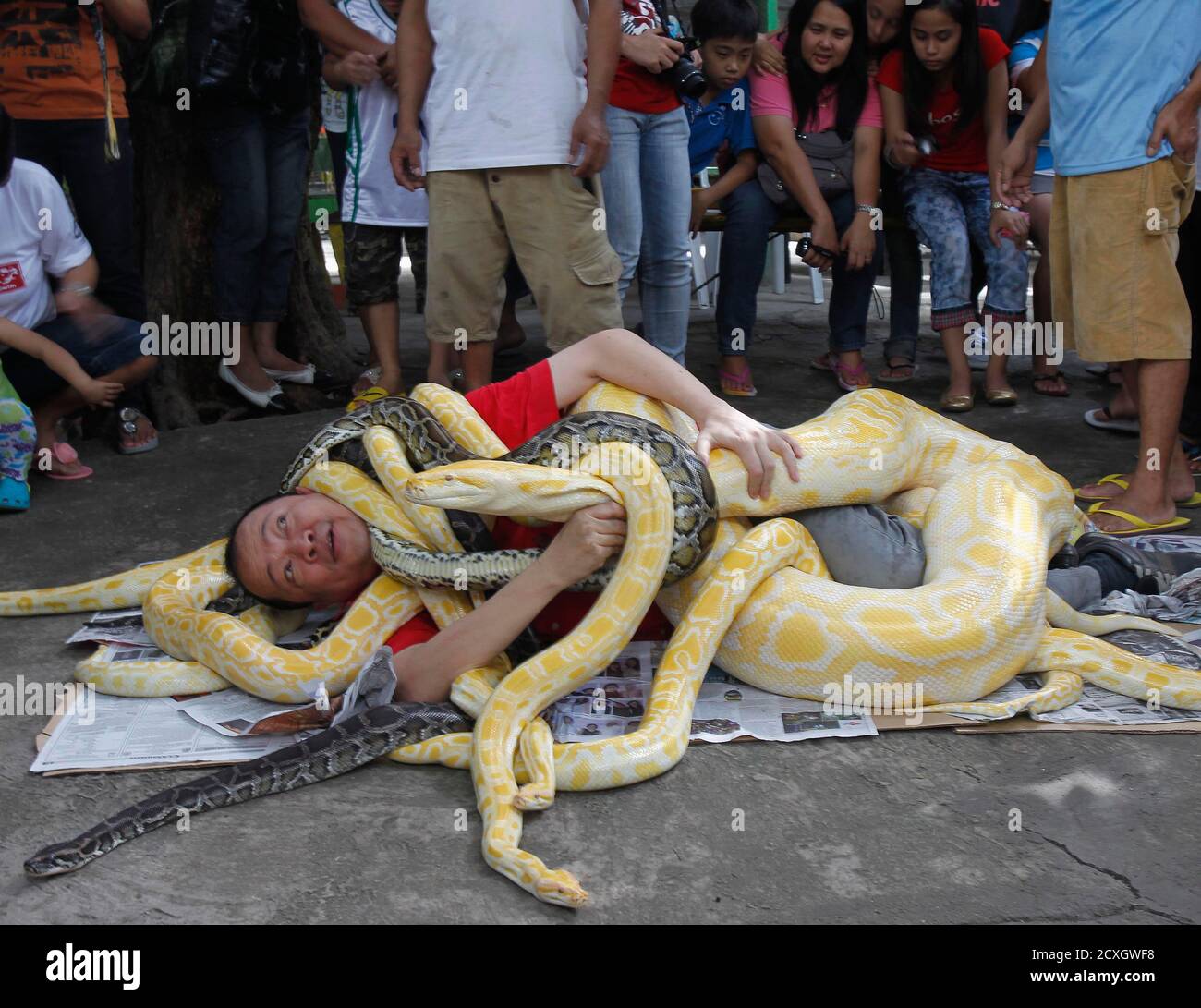 Man burmese pythons hi-res stock photography and images - Alamy
