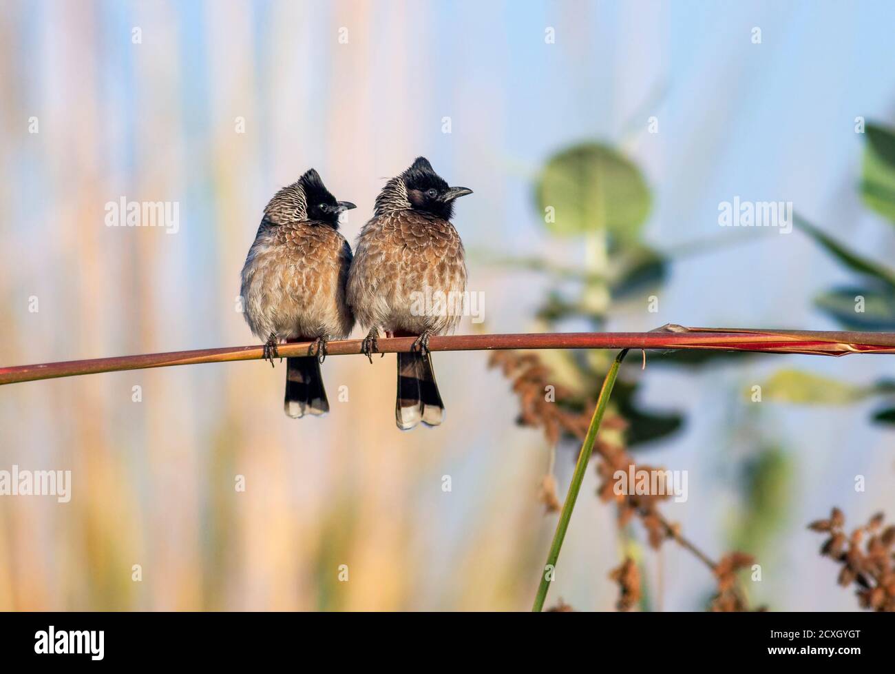 red vented bulbul Stock Photo