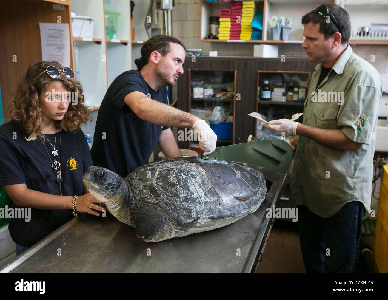 Yaniv Levy (R) from the Israel Sea Turtle Rescue Center and industrial design student Shlomi Gez (C) attach an artificial fin onto the back of Hofesh, an injured male green sea turtle, at the center, in Michmoret north of Tel Aviv April 9, 2014. The turtle was brought to the centre some four years ago missing both limbs on the left-hand-side of his body, but on Wednesday an artificial fin, designed by Gez, was attached to Hofesh's back, offering him stability and a more permanent solution to his disability. Hofesh will not be released back into the wild as he cannot survive if something were t Stock Photo