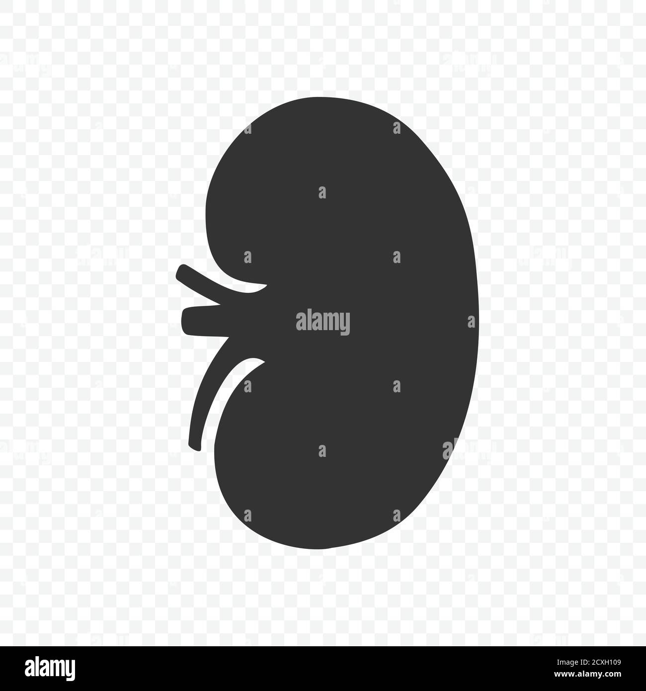 Kidney human renal vector icon isolated Template for your design Stock Vector