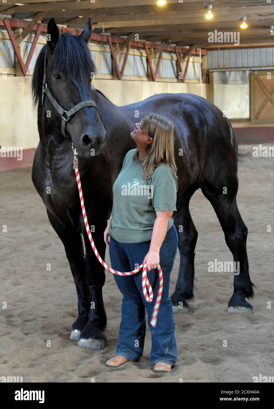 2012 draft horses hires stock photography and images Alamy