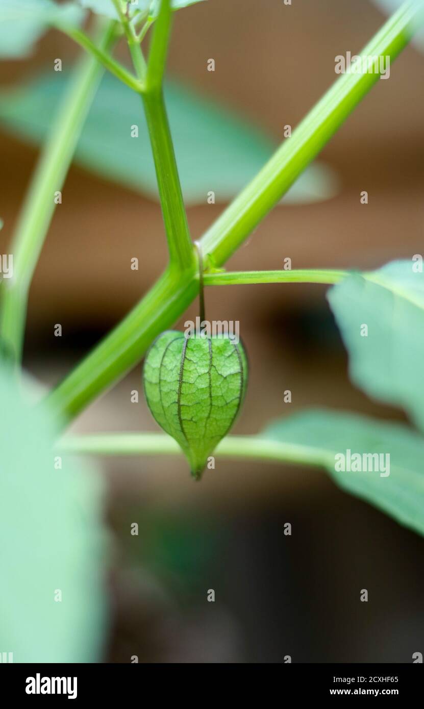 Physalis angulata fruit or ciplukan on tree. Stock Photo