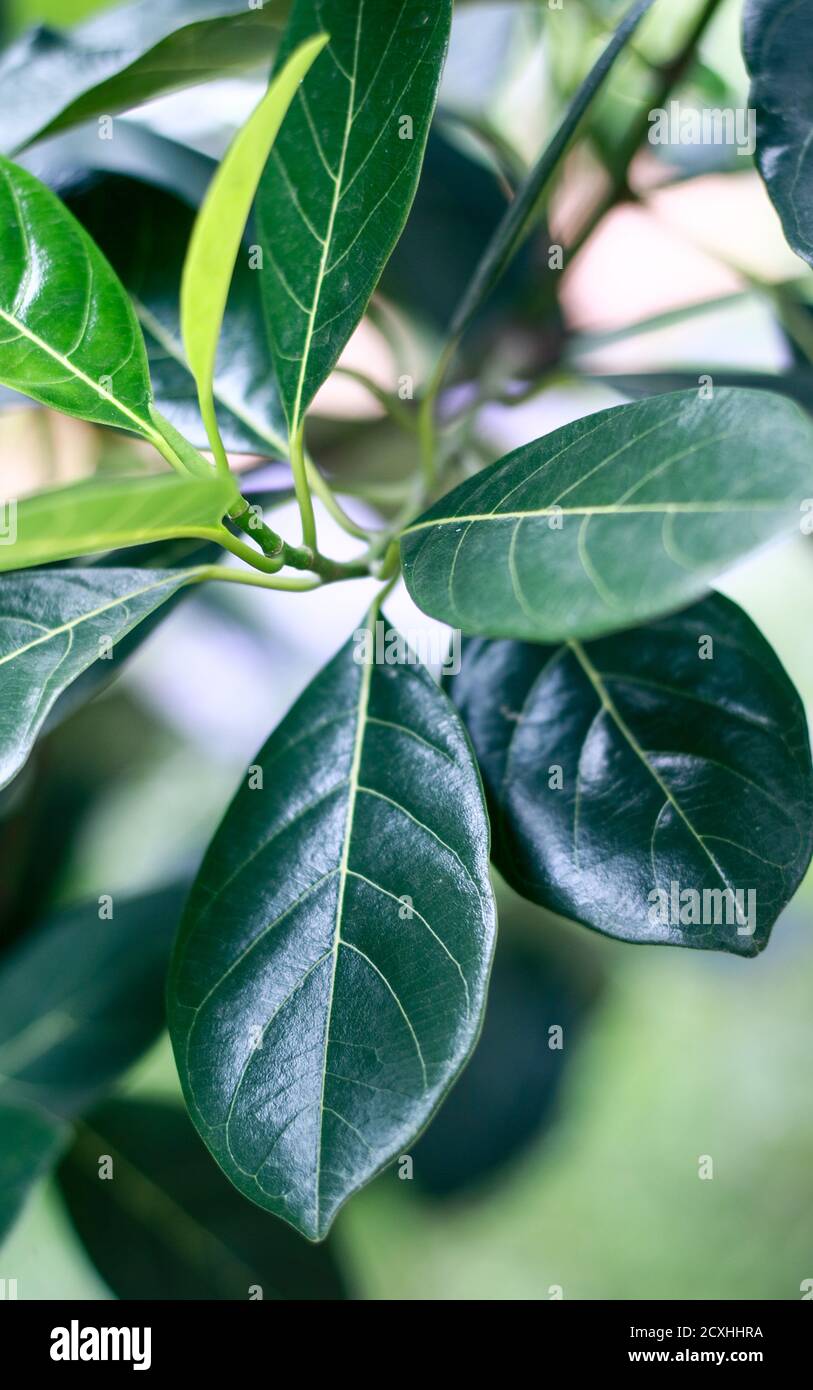 Health benefit of jackfruit leaves hires stock photography and images