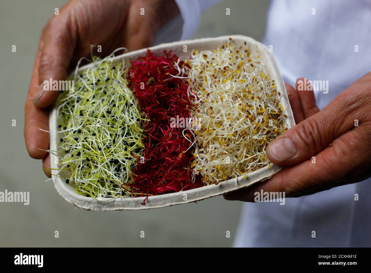 Bean and salad sprouts are pictured at Berlin's sprouts manufacturer 'Sprossenmanufaktur' in Berlin June 6, 2011. The managing director of a German organic farm near Hanover that might be at the centre of a deadly E.coli outbreak said on Monday he was baffled that his beansprouts are suspected of causing such devastation. German officials said on Sunday the beansprouts of Klaus Verbeck, the head of the 'Gaertnerhof Bienenbuettel', could be the source of the EHEC bacteria (enterohaemorrhagic Escherichia coli) outbreak that has killed 22 and made more than 2,200 people ill across Europe. The far Stock Photo