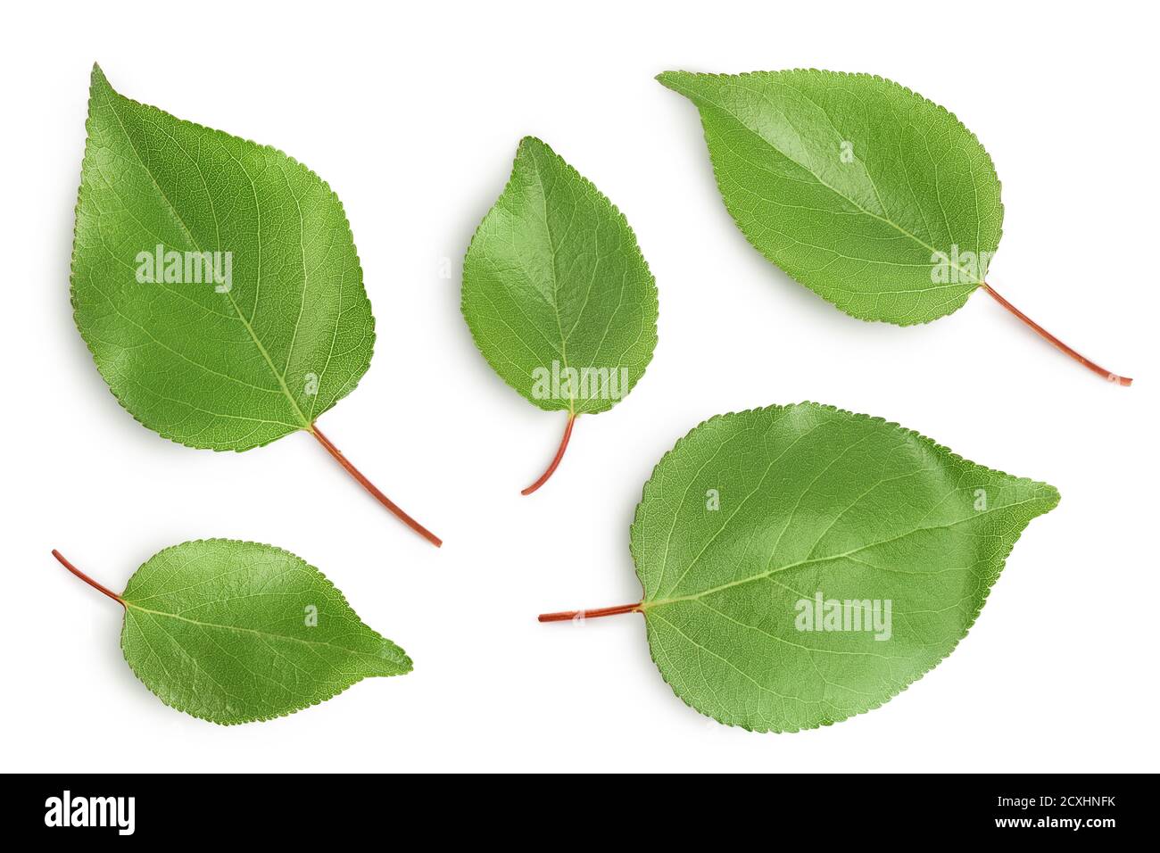 apricot leaf isolated on a white background with clipping path and full ...