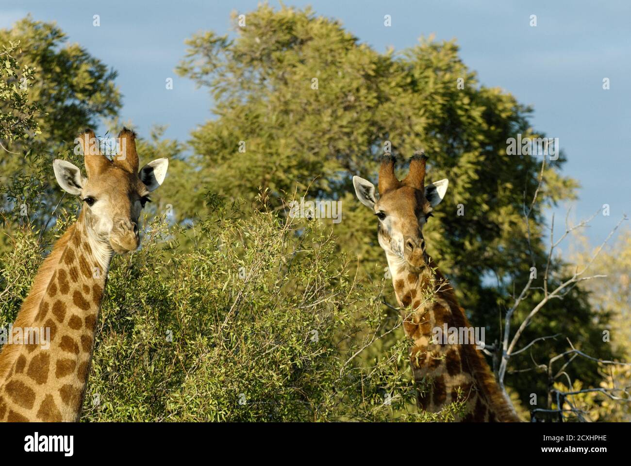 Animals with two heads hi-res stock photography and images - Alamy