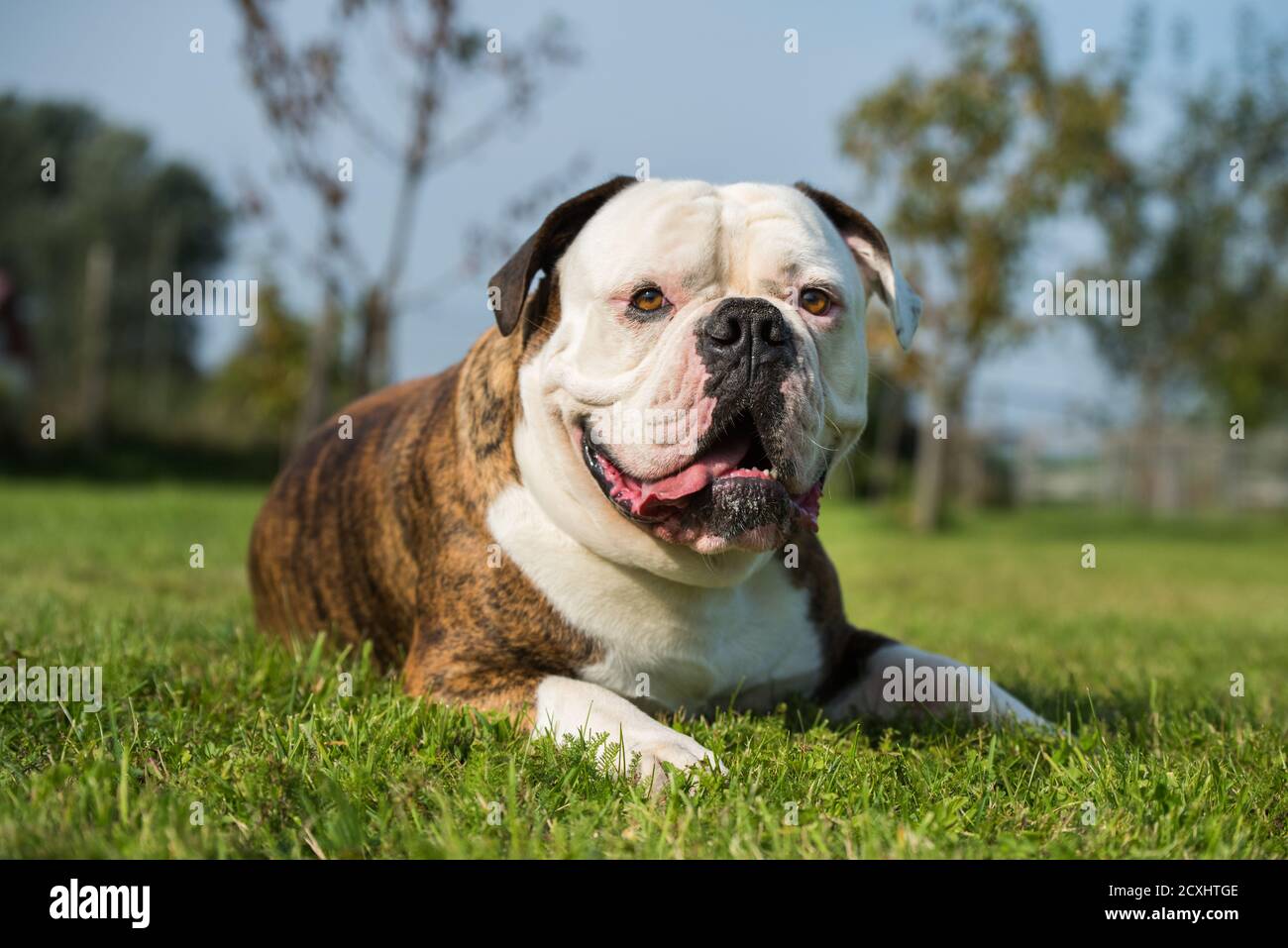 Brindle coat American Bulldog dog portrait outside Stock Photo Alamy