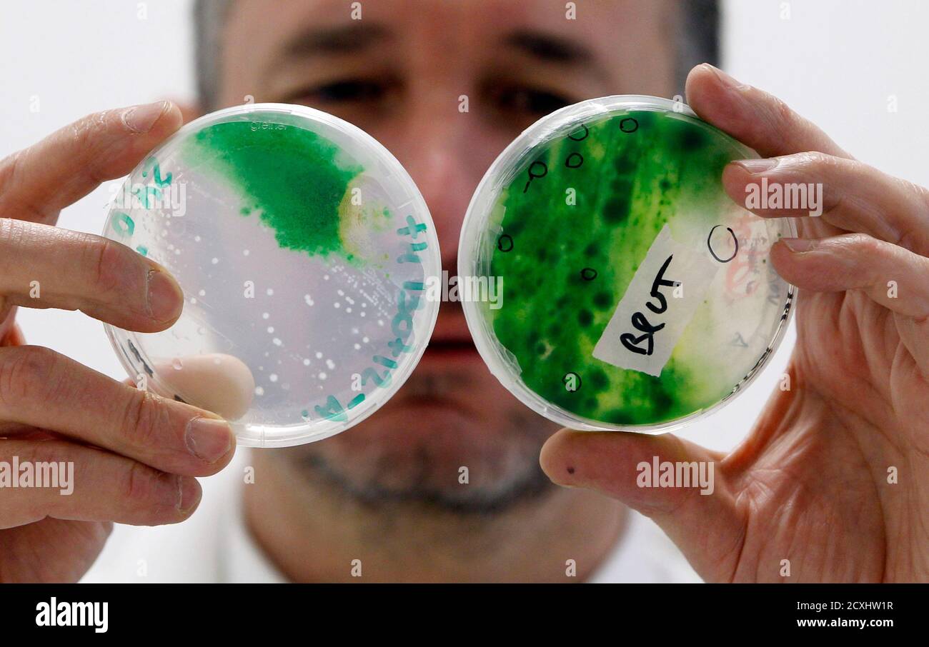 Pierre Calleja, manager of French firm Fermentalg, specializing in  ichthyology, checks microalgae bred in his laboratory in Libourne,  southwestern France, December 11, 2012. Calleja announced to have  successfully tested a third generation