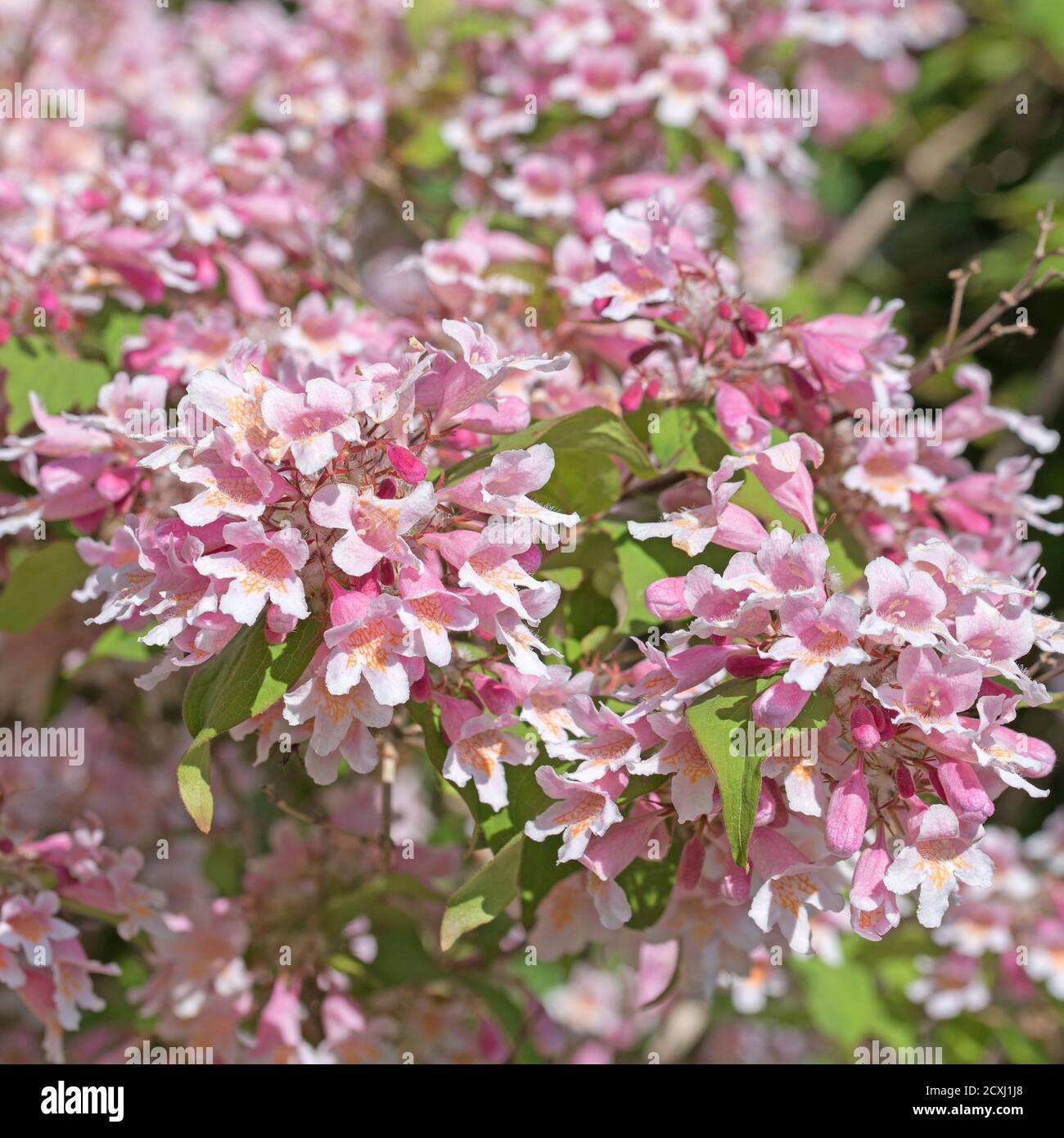 Kolkwitzia Amabilis High Resolution Stock Photography and Images Alamy