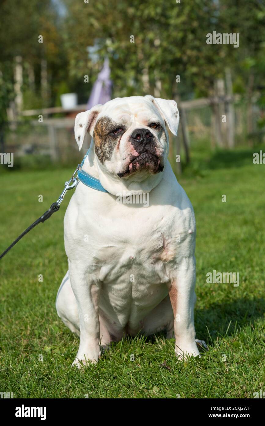 White coat American Bulldog dog portrait outside Stock Photo Alamy