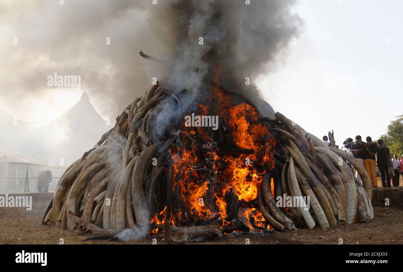 Fifteen tonnes of ivory confiscated from smugglers and poachers is burnt to mark World Wildlife Day at the Nairobi National Park March 3, 2015. The United Nations on December 20, 2013, declared 3rd March World Wildlife Day as a celebration of wild fauna and flora and to raise awareness of illegal trade. The 2015 theme for World Wildlife Day is 'Wildlife Crime is serious; let's get serious about wildlife crime'. REUTERS/Thomas Mukoya (KENYA - Tags: SOCIETY ANNIVERSARY ENVIRONMENT POLITICS CRIME LAW ANIMALS) Stock Photo
