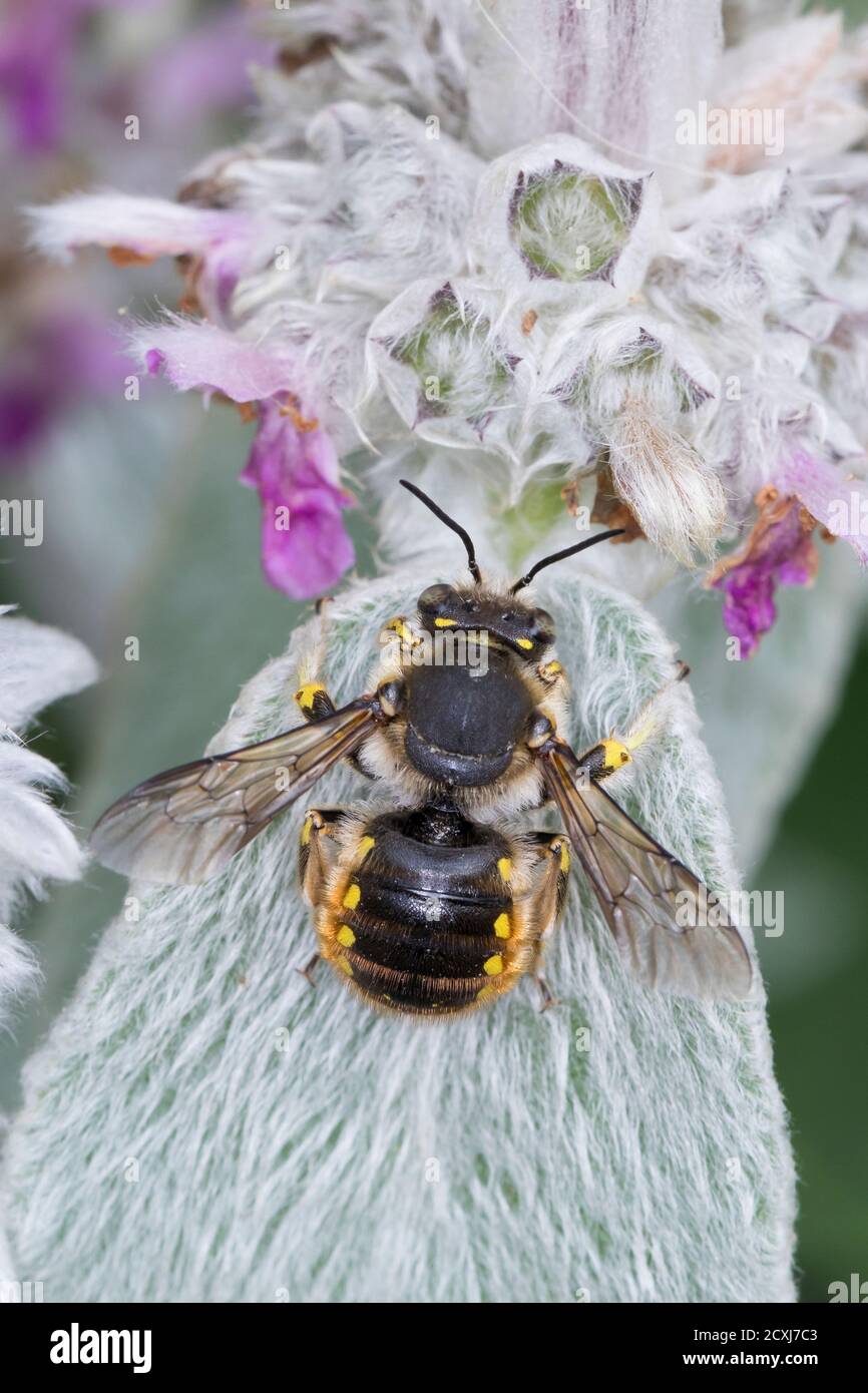 GartenWollbiene, Große Wollbiene, Gartenwollbiene, Europäische