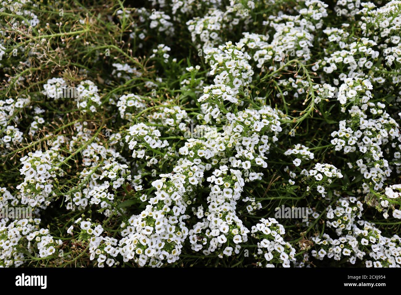 Nature Wallpaper White Flowers Field Beautiful White Flowers