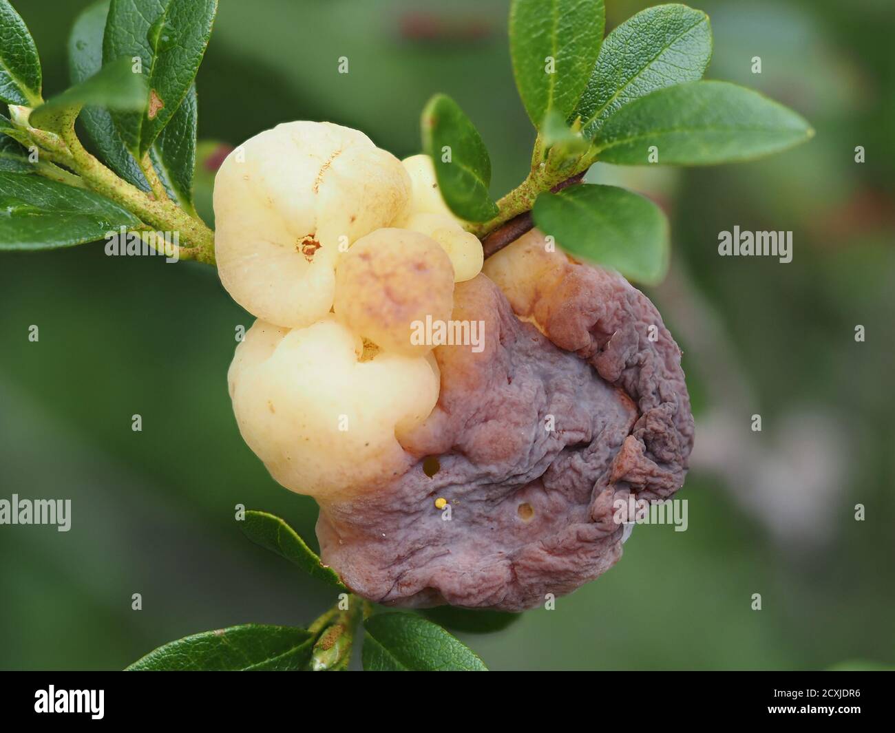 rhododendron erde sauer machen Plantaflor Plus Bio Erde Sauer, Rhododendronerde, Moorbeeterde, Blumenerde,  Erde 1 x 40L