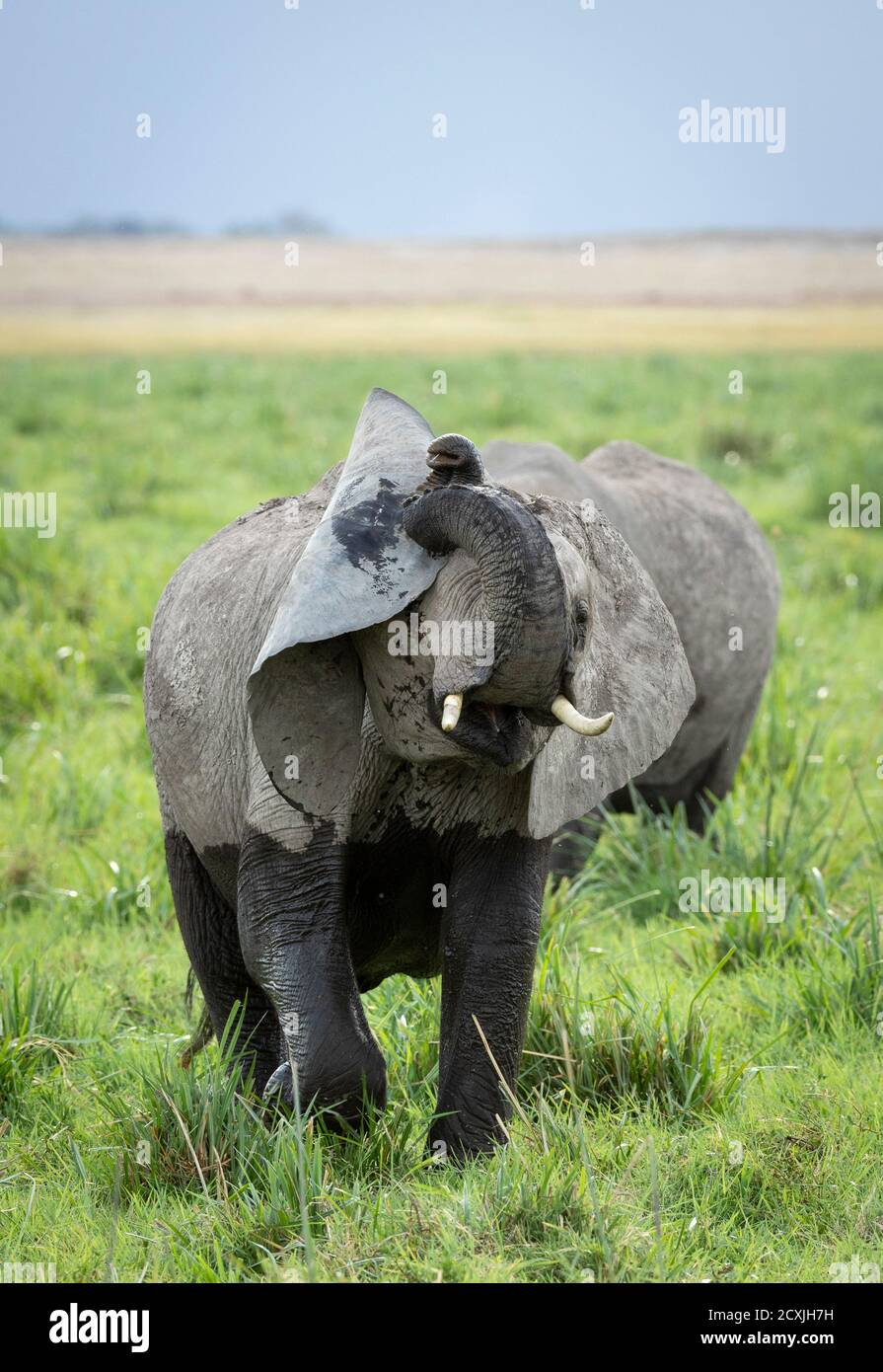 Vertical portrait of a young elephant with small tusks walking in green grass in Amboseli in Kenya Stock Photo