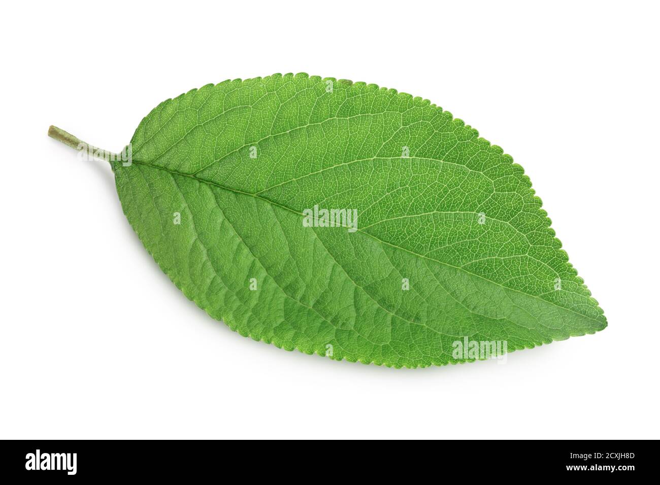 plum leaf isolated on a white background with clipping path and full depth of field. Top view. Flat lay Stock Photo