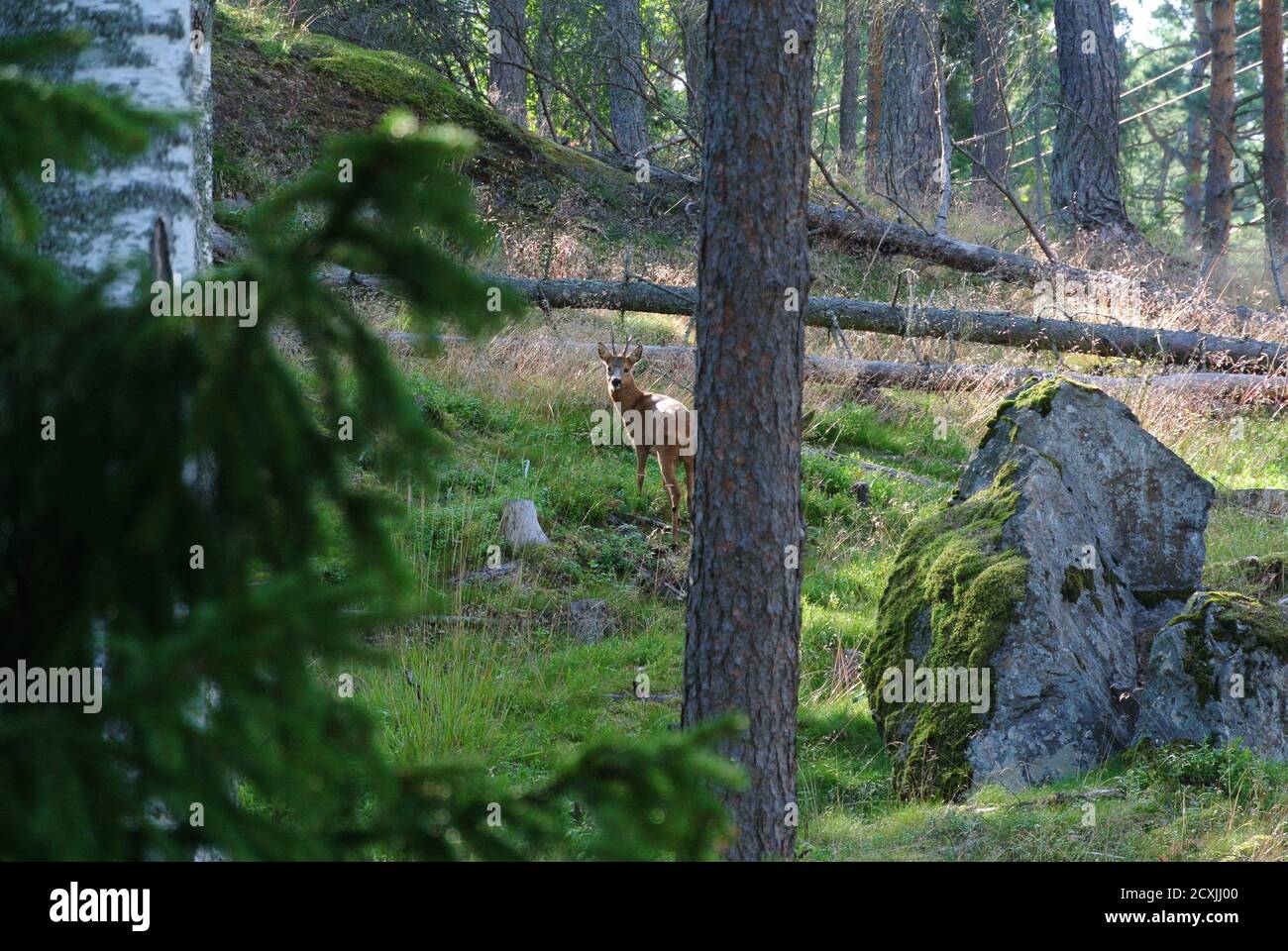 kirkkonummi Camping, Finland Stock Photo
