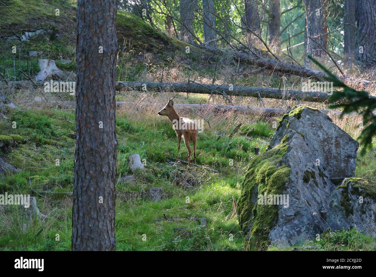 kirkkonummi Camping, Finland Stock Photo