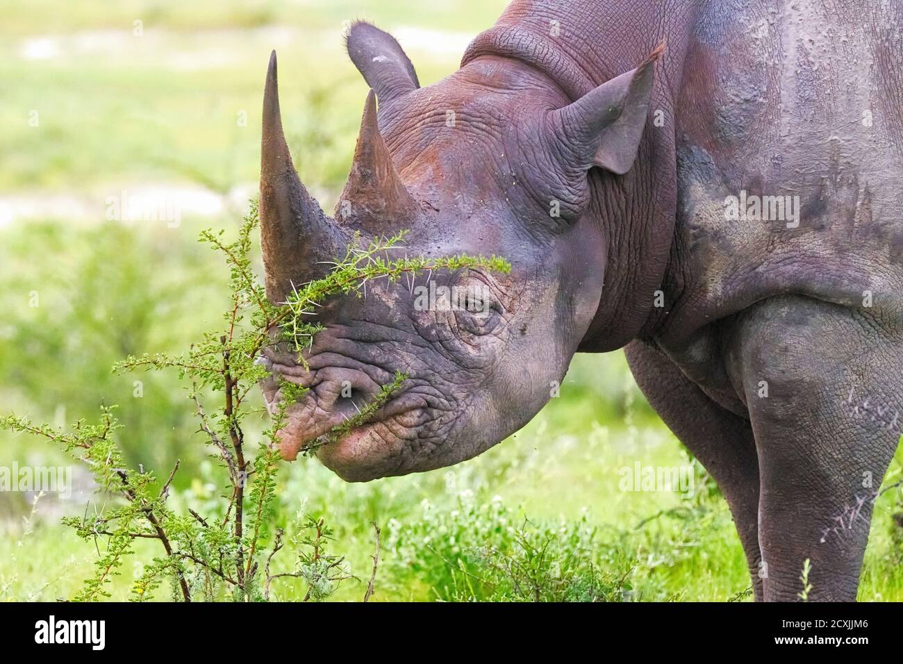 Black rhinoceros or hook-lipped rhinoceros, Diceros bicornis, close up of  the face, endangered animal. Etosha National Park, Namibia Stock Photo -  Alamy