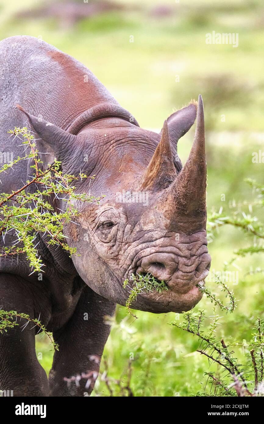 Black rhinoceros or hook-lipped rhinoceros, Diceros bicornis, close-up of the endangered species face. Etosha National Park, Namibia, Africa. Stock Photo