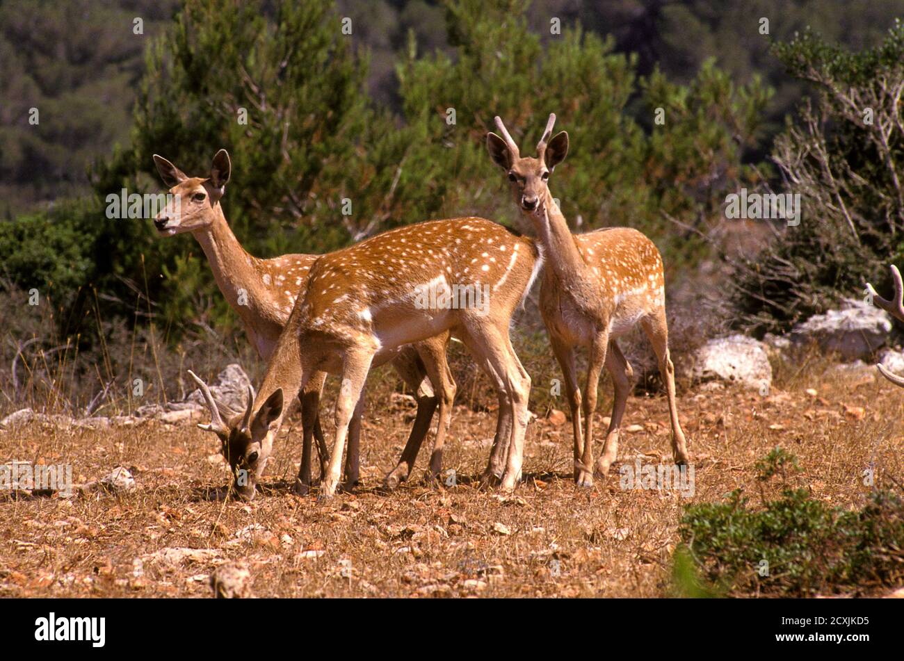 Herd of  Mesopotamian Fallow deer (Dama mesopotamica) Photographed in Israel Carmel forest This is a breading nucleus in the process of reintroduction Stock Photo