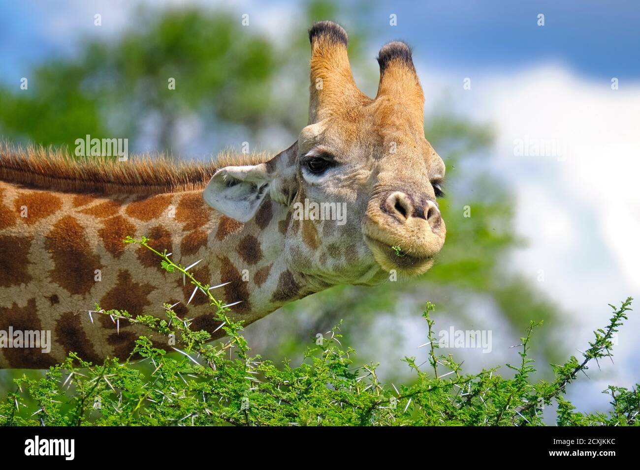 Giraffe, Giraffa camelopardalis, is feeding on thorn bush. Etosha National Park, Namibia, Africa Stock Photo