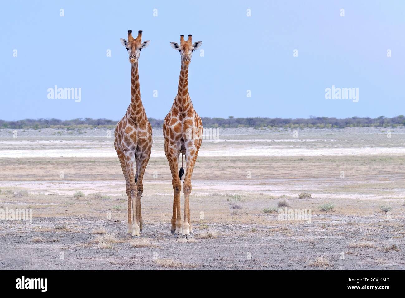 Giraffe, Giraffa, two Giraffes are standing in the salt pan in Etosha National Park and look directly into the camera. Namibia, Africa. Stock Photo