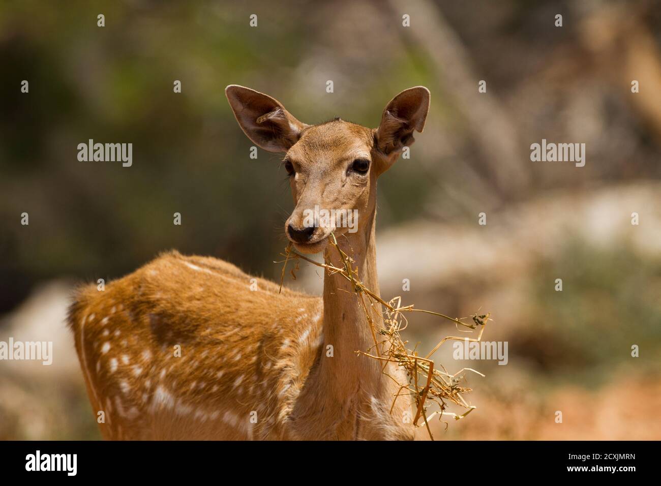 Female Mesopotamian Fallow deer (Dama mesopotamica) Photographed in Israel Carmel forest in August Stock Photo
