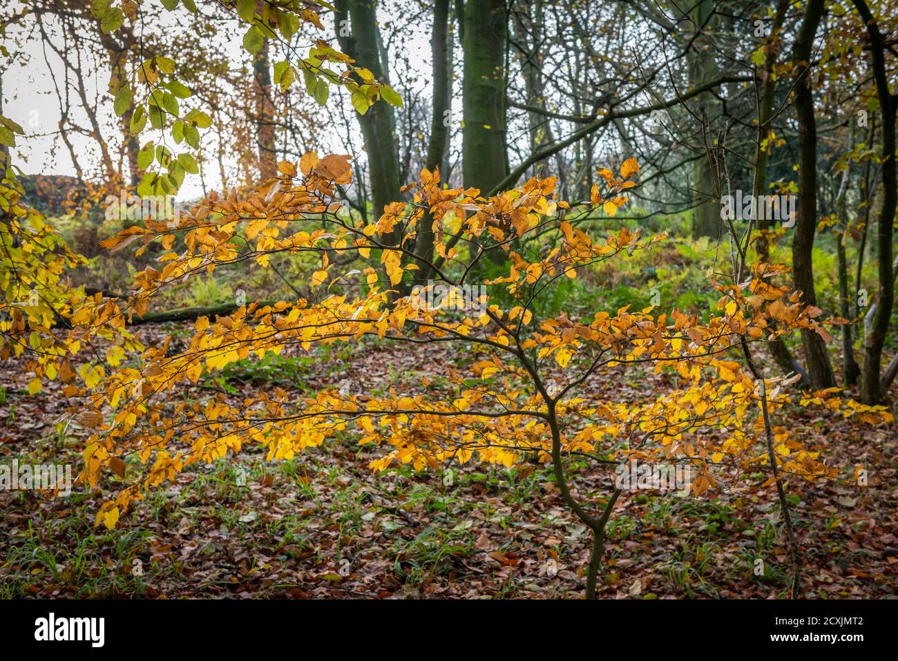 Autumn colours on the West Bretton Estate near Wakefield, Yorkshire, UK Stock Photo