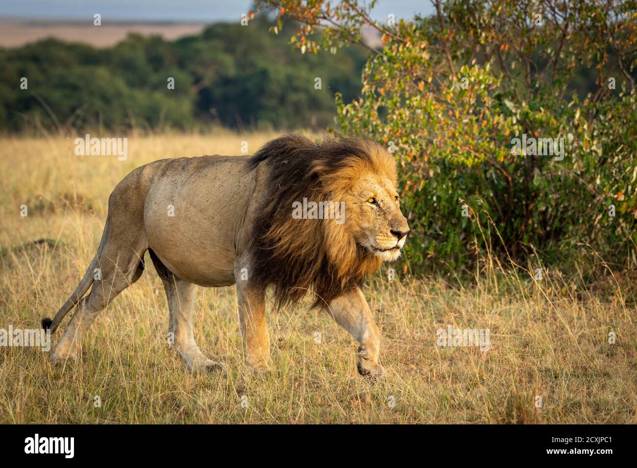 Male lion walking towards sunrise in Masai Mara in Kenya Stock Photo