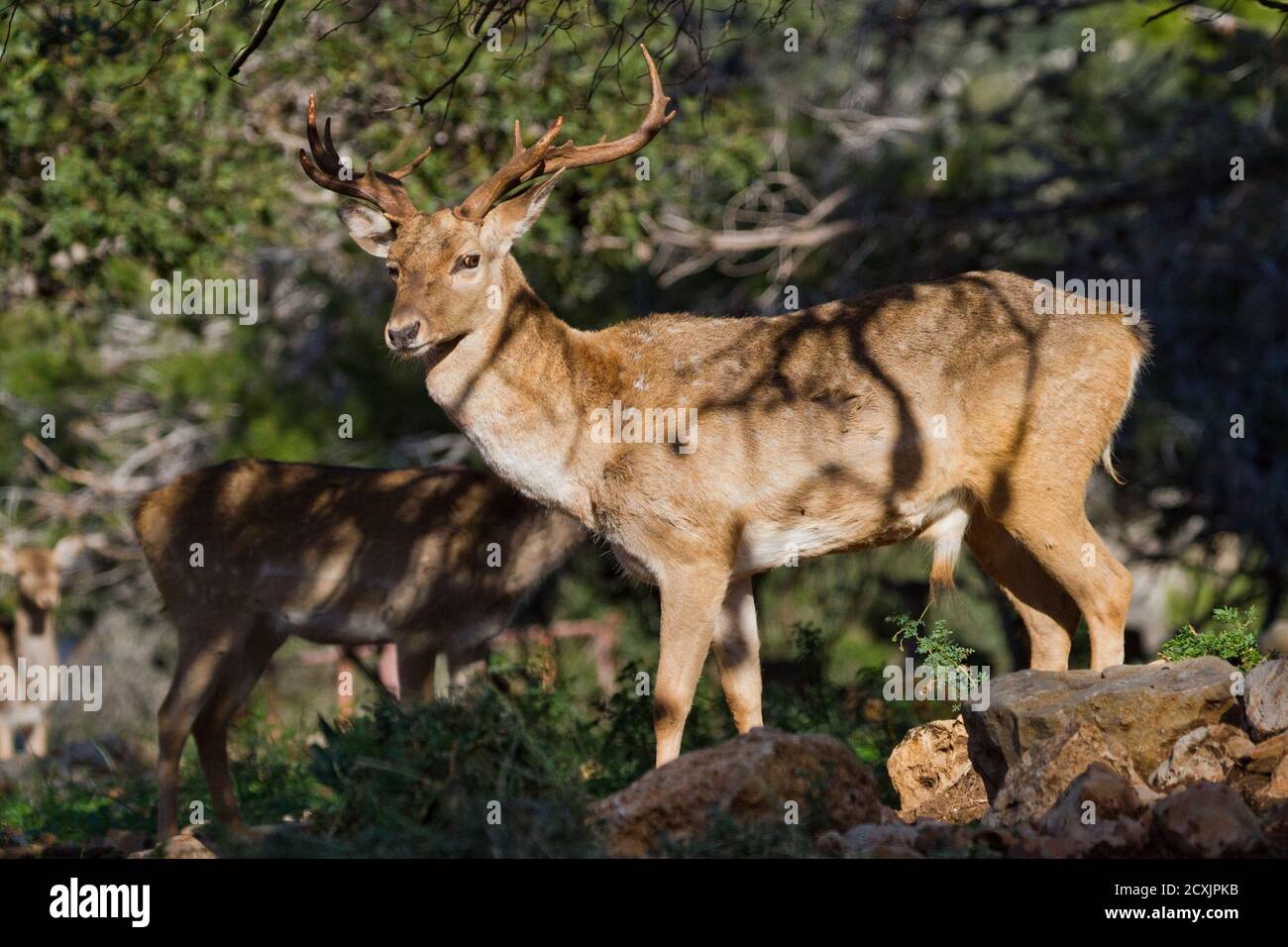 Male Mesopotamian Fallow deer (Dama mesopotamica) Photographed in Israel Carmel forest. This is a breading nucleus in the process of reintroduction to Stock Photo