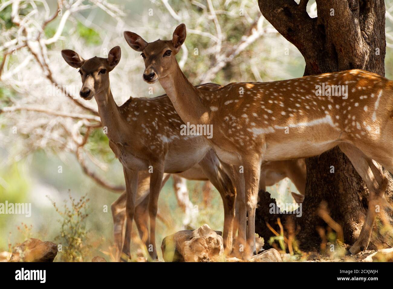 Herd of  Mesopotamian Fallow deer (Dama mesopotamica) Photographed in Israel Carmel forest This is a breading nucleus in the process of reintroduction Stock Photo