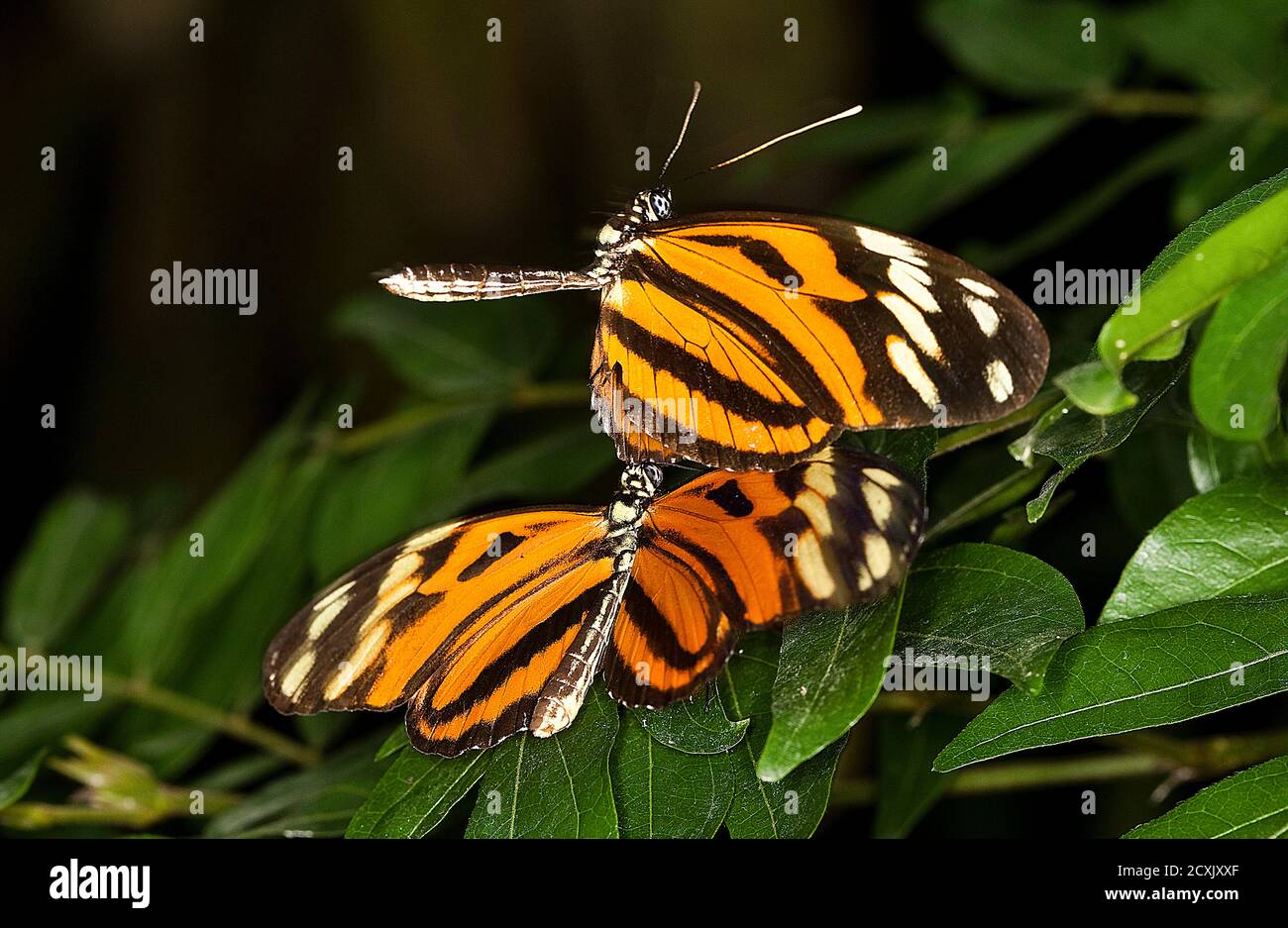 Eueides butterfly, eueides isabella Stock Photo Alamy
