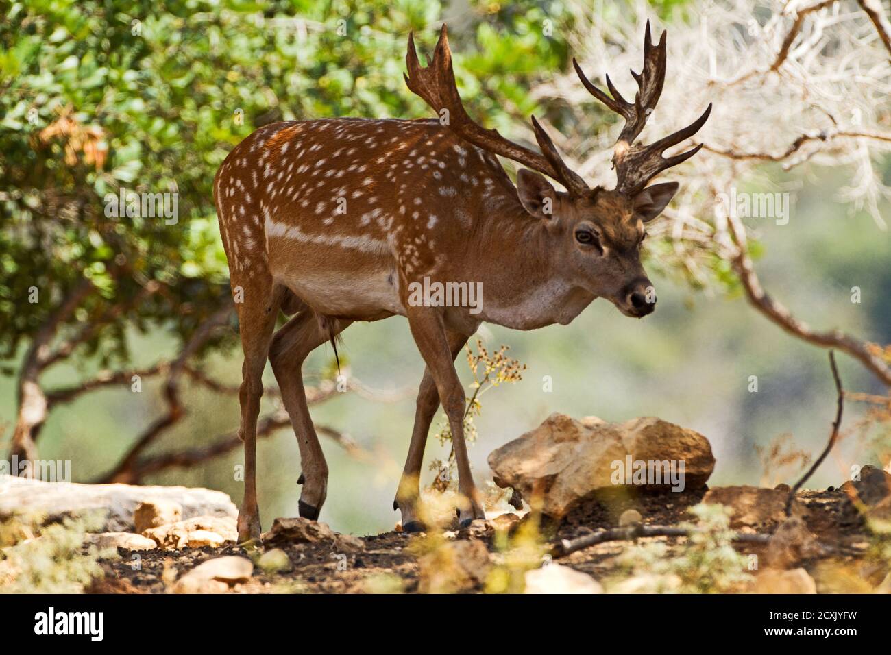 Male Mesopotamian Fallow deer (Dama mesopotamica) Photographed in Israel Carmel forest. This is a breading nucleus in the process of reintroduction to Stock Photo