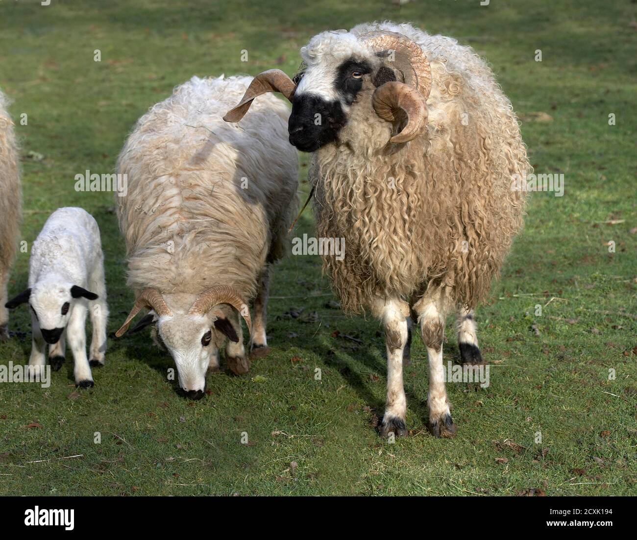 Thones and Marthod Domestic Sheep, Ram, Ewe and Lamb Stock Photo