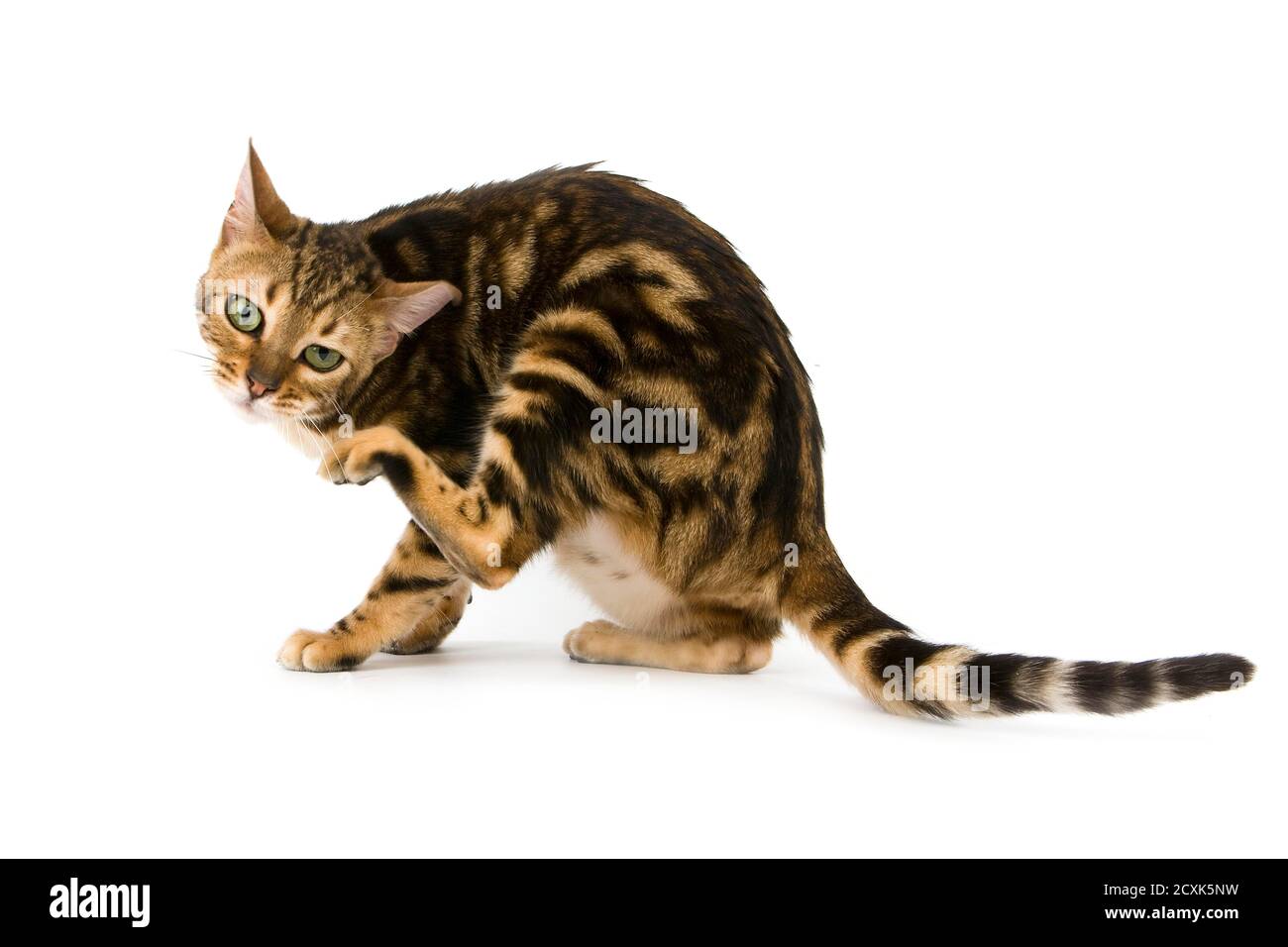 Brown marbled tabby hires stock photography and images Alamy