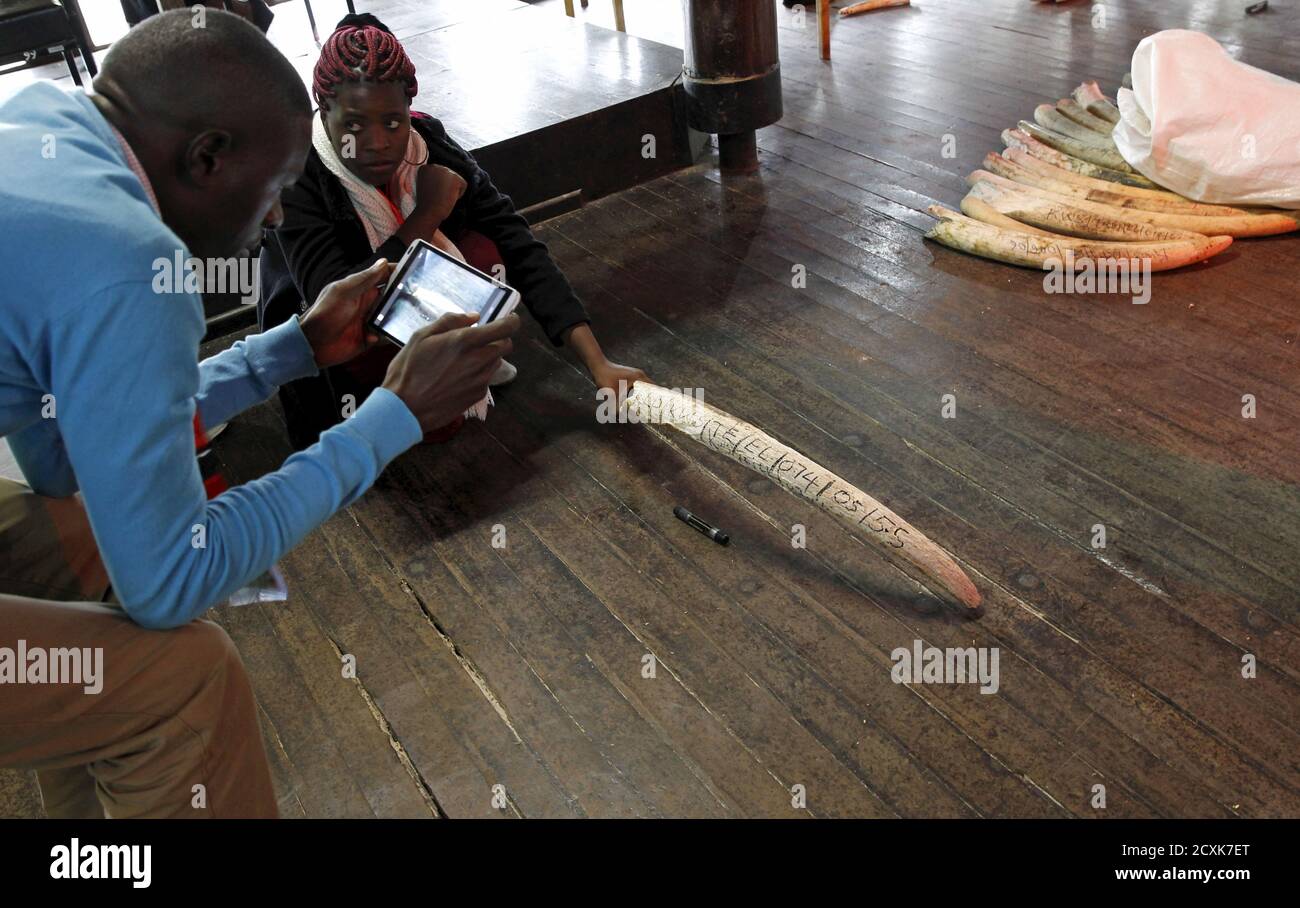 A scientist uses a tablet to record data of elephant tusks recovered from various operations at the Kenya Wildlife Services (KWS) headquarters in Kenya's capital Nairobi, July 21, 2015, during the commissioning of the inventory exercise of the national elephant ivory and rhino horn stockpile. The Kenya Wildlife Service (KWS) undertakes an annual audit of the government’s trophy stockpile, according to the KWS. REUTERS/Thomas Mukoya Stock Photo