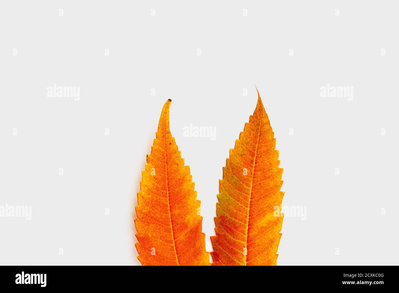 Bunny orange years made of fall leaves. Easter concept. Celebration card Stock Photo