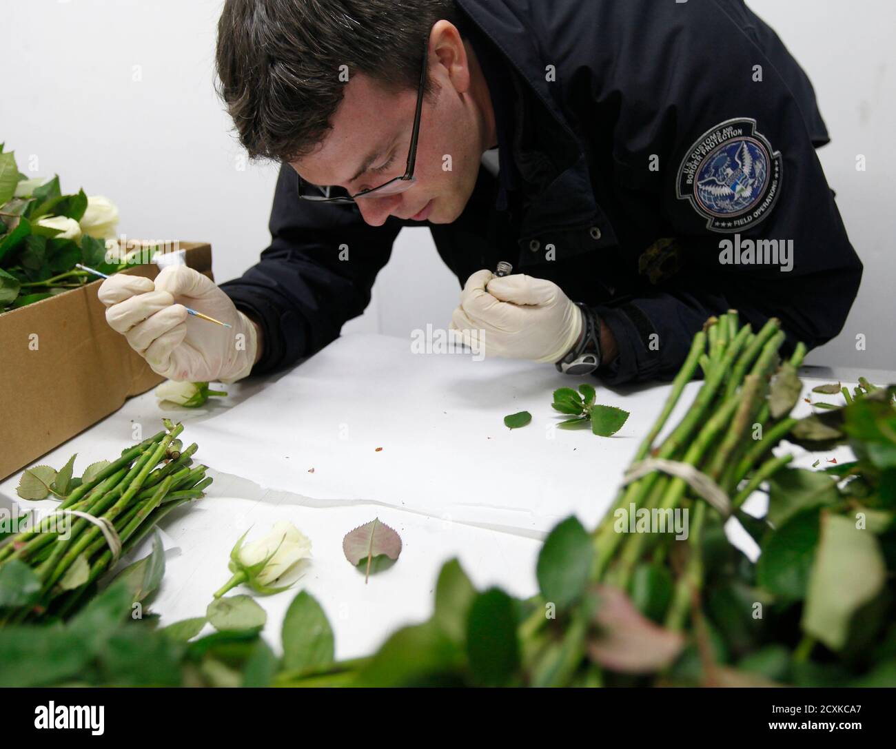 Justin Vitello,  a U.S. Customs and Border Protection Agriculture Inspection officer, uses a magnifying glass to look for any pests that might have been dislodged during his inspection of this box of roses at United Parcel Service's shipping facility at the Miami International Airport in Miami, Florida February 10, 2012. At ports of entry, CBP agriculture specialists ensure that plant pests and plant diseases are detected and prevented from being introduced into the U.S. where they could cause harm to our flower industry, our agriculture and our economy. REUTERS/Andrew Innerarity (UNITED STATE Stock Photo