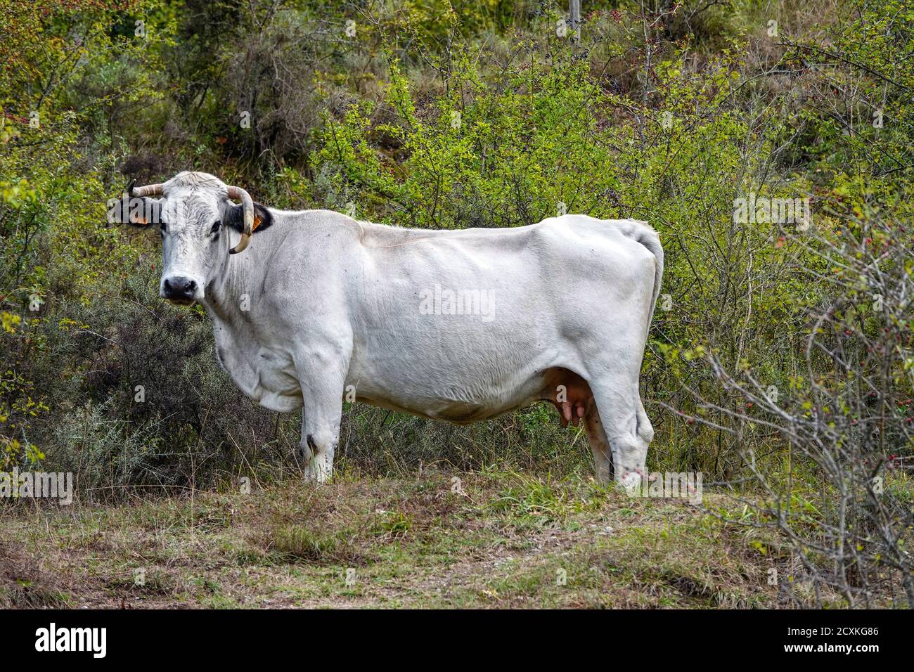 White Gascon cow, with bent horn, cattle, in the Ariege region of