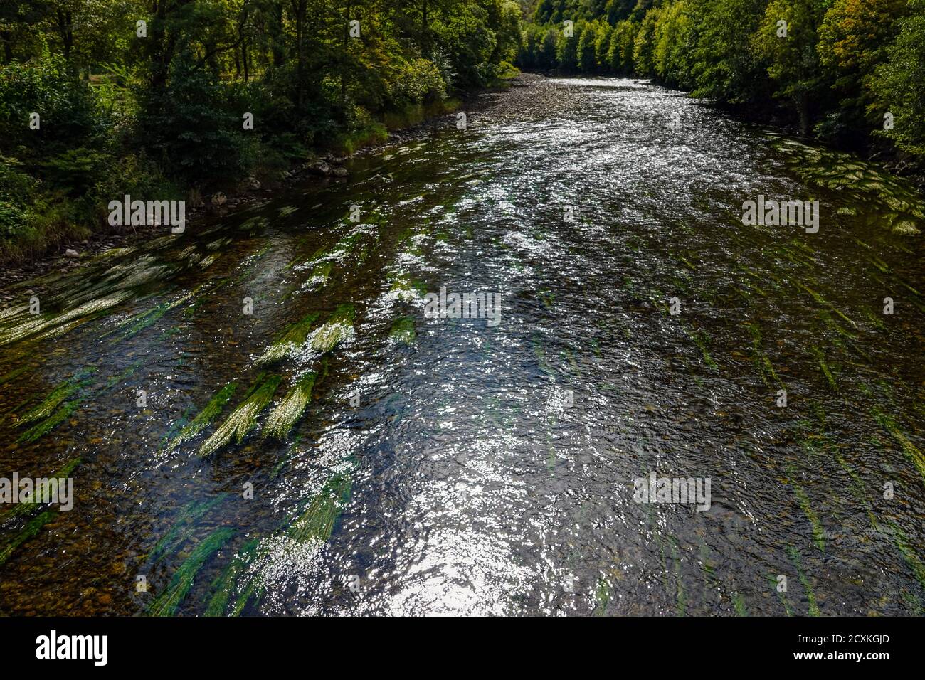 Green weeds flowing with the current, Ariege River, Ariege, France Stock Photo