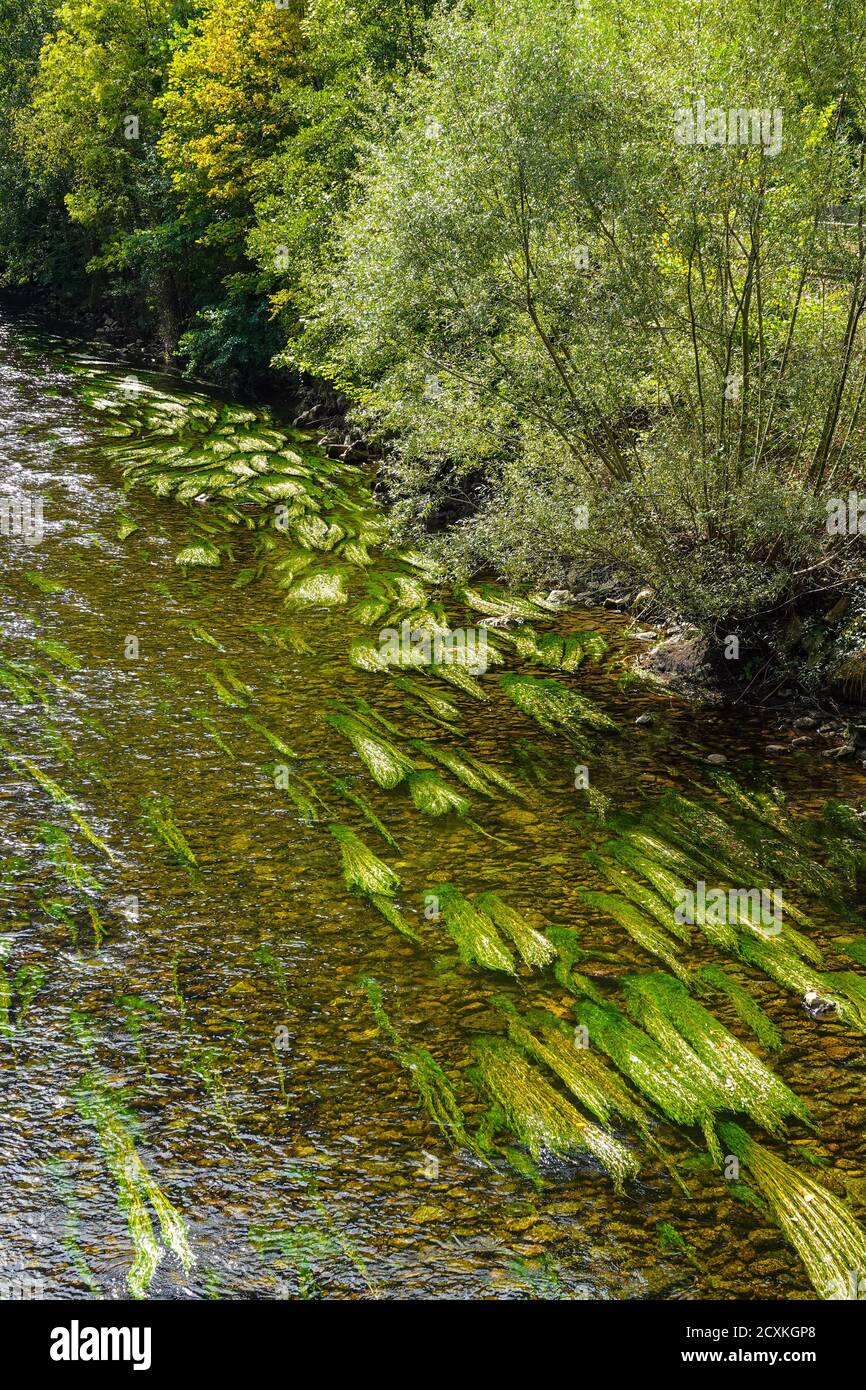 Green weeds flowing with the current, Ariege River, Ariege, France Stock Photo