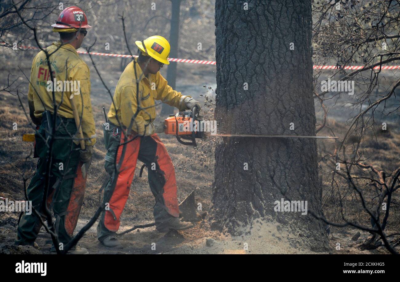 A Wildland Firefighter Cuts Down One Of Many Huge Trees That Were Burned From The Inside