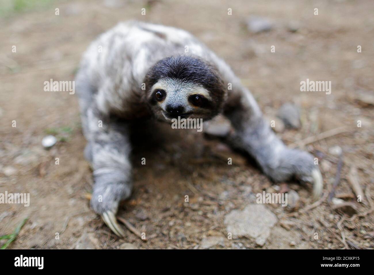 A three-toed sloth (Bradypus Variegatus) named Coquito is seen crawling during his rehabilitation at the Panamerican Conservation Association (APPC) on the outskirts of Panama City February 13, 2015. The APPC found Coquito in the city outside of his habitat, and said he was orphaned due to urbanization. The Associaton conducts wildlife rescue and rehabilitation in support of the National Environmental Authority of Panama, caring for and relocating hundreds of sloths and other animals back into their habitat REUTERS/Carlos Jasso (PANAMA - Tags: ANIMALS ENVIRONMENT) Stock Photo