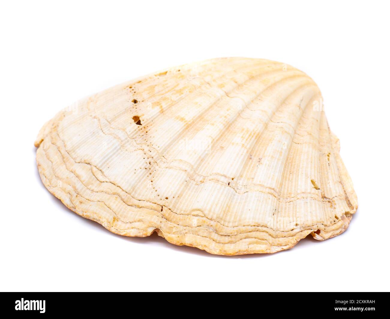 Seashell isolated on white background Stock Photo